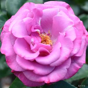 バラ　ラブ ポーション（Love Potion）｜花の手帖のバラ図鑑