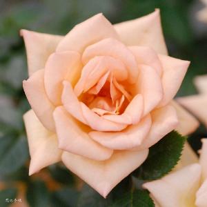 バラ　ラビングタッチ（Loving Touch）｜花の手帖のバラ図鑑