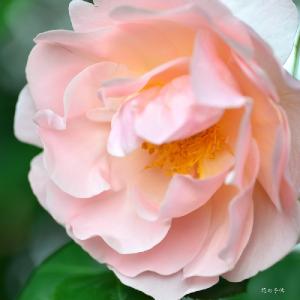 バラ　ルチェッタ（Lucetta）｜花の手帖のバラ図鑑