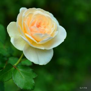 バラ　ルドロウキャッスル（Ludlow Castle）｜花の手帖のバラ図鑑