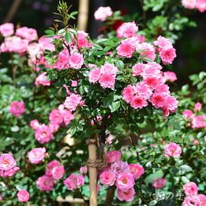 バラ　リュータン（Lutin）｜花の手帖のバラ図鑑