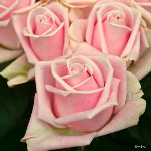 バラ　ラグジュリア！（Luxuria!）｜花の手帖のバラ図鑑