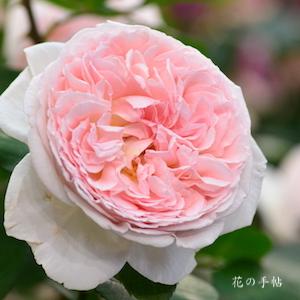 バラ　メルヘンツァウバー｜花の手帖のバラ図鑑