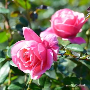 バラ　マガリ（Magali）｜花の手帖のバラ図鑑