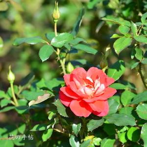 バラ　マイ（舞）｜花の手帖のバラ図鑑