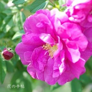 バラ　マイカイ（玫瑰）｜花の手帖のバラ図鑑