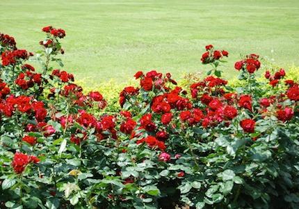 バラ　メイナルゴニス（Mainargonis）｜花の手帖のバラ図鑑