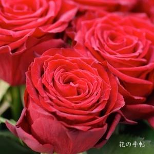 バラ　メイン キャスト（Main Cast）｜花の手帖のバラ図鑑