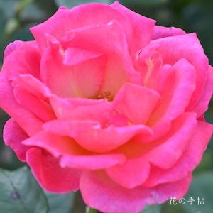 バラ　マインツァー ワッペン（Mainzer Wappen）｜花の手帖のバラ図鑑