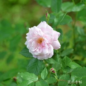 バラ　｜花の手帖のバラ図鑑