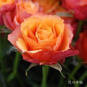 バラ　ママン（Maman）｜花の手帖のバラ図鑑