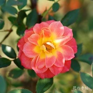 バラ　マンダリン（Mandarin）｜花の手帖のバラ図鑑