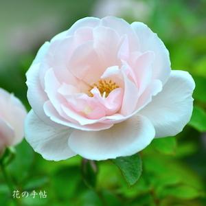 バラ　メニー ハッピー リターンズ（Many Happy Returns）｜花の手帖のバラ図鑑