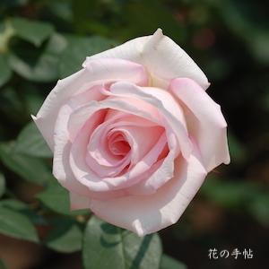 バラ　メルヘンケニギン（Marchenkonigin）｜花の手帖のバラ図鑑