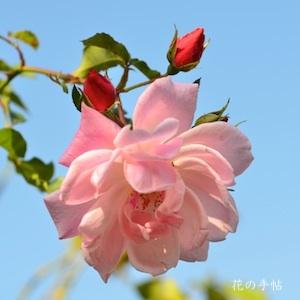 バラ　メルヘンランド（Marchenland）｜花の手帖のバラ図鑑