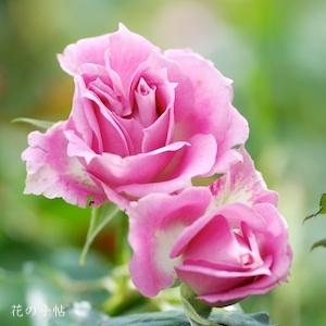 バラ　マリアージュシャルマン（Mariage Charmant）｜花の手帖のバラ図鑑