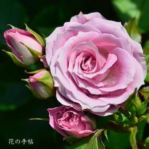 バラ　マリアージュシャルマン（Mariage Charmant）｜花の手帖のバラ図鑑