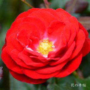 バラ　マリアンデール（Mariandel）｜花の手帖のバラ図鑑