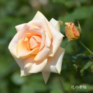 バラ　マリリン モンロー（Marilyn Monroe）｜花の手帖のバラ図鑑