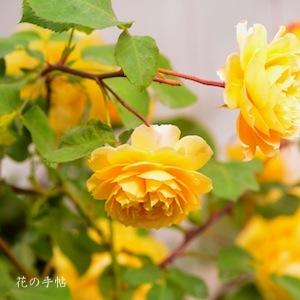 バラ　マルキーズ ドゥ ラ ロシュジャクラン（Marquise de la Rochejacquelein）｜花の手帖のバラ図鑑