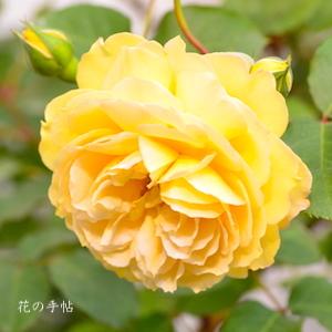 バラ　マルキーズ ドゥ ラ ロシュジャクラン（Marquise de la Rochejacquelein）｜花の手帖のバラ図鑑