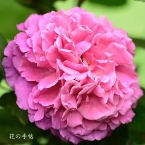 バラ　マルキーズドゥメルトイユ｜花の手帖のバラ図鑑