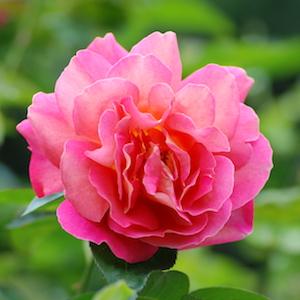 バラ　マリー マーガレット マクブライト（Mary Margaret McBride）｜花の手帖のバラ図鑑