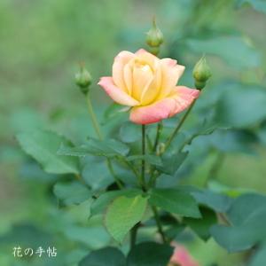 バラ　ツル マスケラード（Masquerade, Cl.）｜花の手帖のバラ図鑑