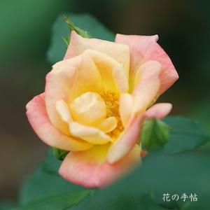 バラ　ツル マスケラード（Masquerade, Cl.）｜花の手帖のバラ図鑑