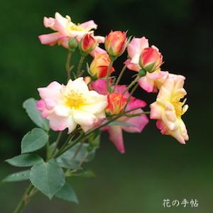 バラ　マスケラード（Masquerade）｜花の手帖のバラ図鑑