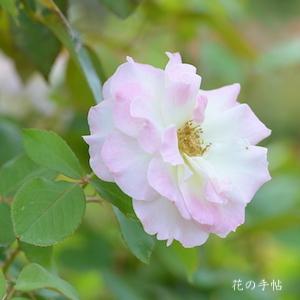 バラ　マチルダ（Matilda）｜花の手帖のバラ図鑑