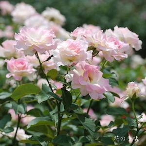 バラ　マチルダ（Matilda）｜花の手帖のバラ図鑑