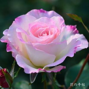 バラ　マチルダ（Matilda）｜花の手帖のバラ図鑑