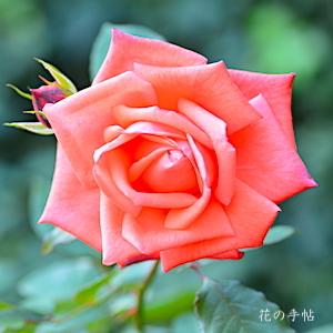 バラ　マキシム（Maxim）｜花の手帖のバラ図鑑