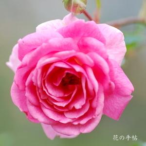 バラ　メンデルスゾーン（Mendelssohn）｜花の手帖のバラ図鑑