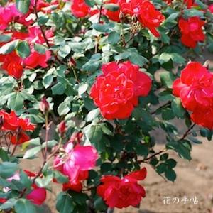 バラ　メフィスト（Mephisto）｜花の手帖のバラ図鑑