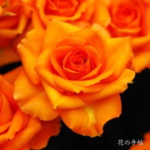 バラ　メテオストリーム（Meteor Stream）｜花の手帖のバラ図鑑