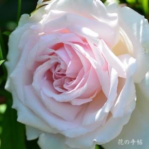 バラ　ミ セレッソ（Mi Cerezo）｜花の手帖のバラ図鑑