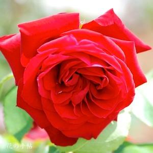 バラ　ミッシェル リー（Michel Lis）｜花の手帖のバラ図鑑