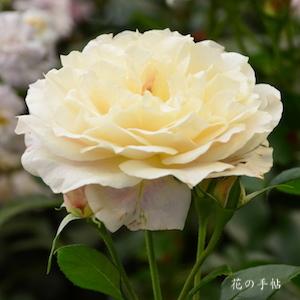 バラ　ミコルフォンターナ｜花の手帖のバラ図鑑