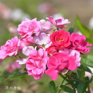 バラ　ミニオエット（Mignonnette）｜花の手帖のバラ図鑑