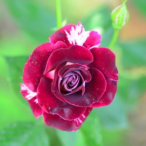 バラ　｜花の手帖のバラ図鑑