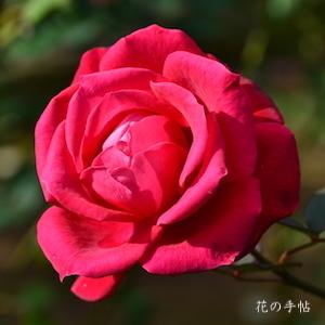 バラ　ミロード（Milord）｜花の手帖のバラ図鑑