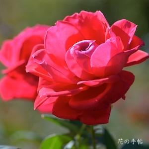 バラ　ミロード（Milord）｜花の手帖のバラ図鑑