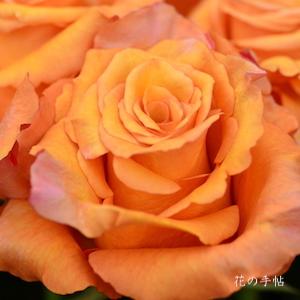 バラ　ミルバ｜花の手帖のバラ図鑑