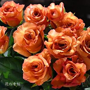 バラ　ミルバ｜花の手帖のバラ図鑑