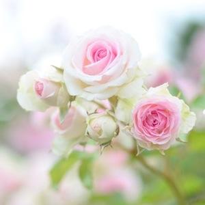 バラ　ミミ エデン（Mimi Eden）｜花の手帖のバラ図鑑