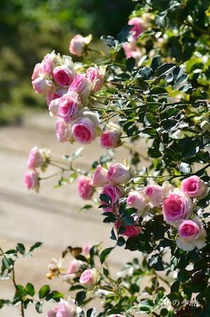 バラ　つるミミ エデン（Mimi Eden, Cl.）｜花の手帖のバラ図鑑