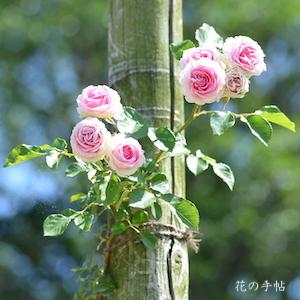 バラ　つるミミ エデン（Mimi Eden, Cl.）｜花の手帖のバラ図鑑