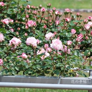 バラ　つる ミニュエット（Minuette, Cl.）｜花の手帖のバラ図鑑